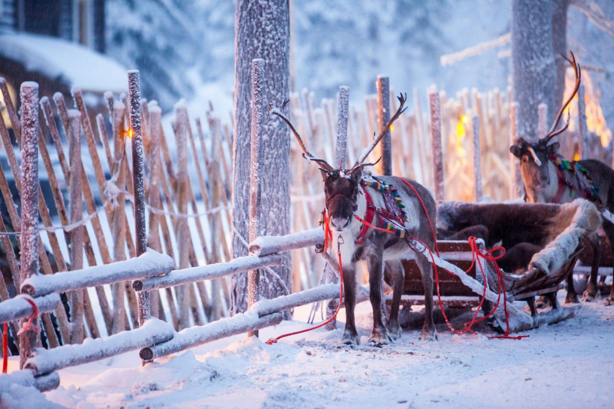 Rentier steht im verschneiten Winterwald in Finnland vor einem traditionellen Rentierschlitten, der mit bunten Decken geschmückt ist. Im Hintergrund sind ein Holz-Zaun und weitere Rentiere zu sehen, während sanftes Licht eine gemütliche Atmosphäre schafft.