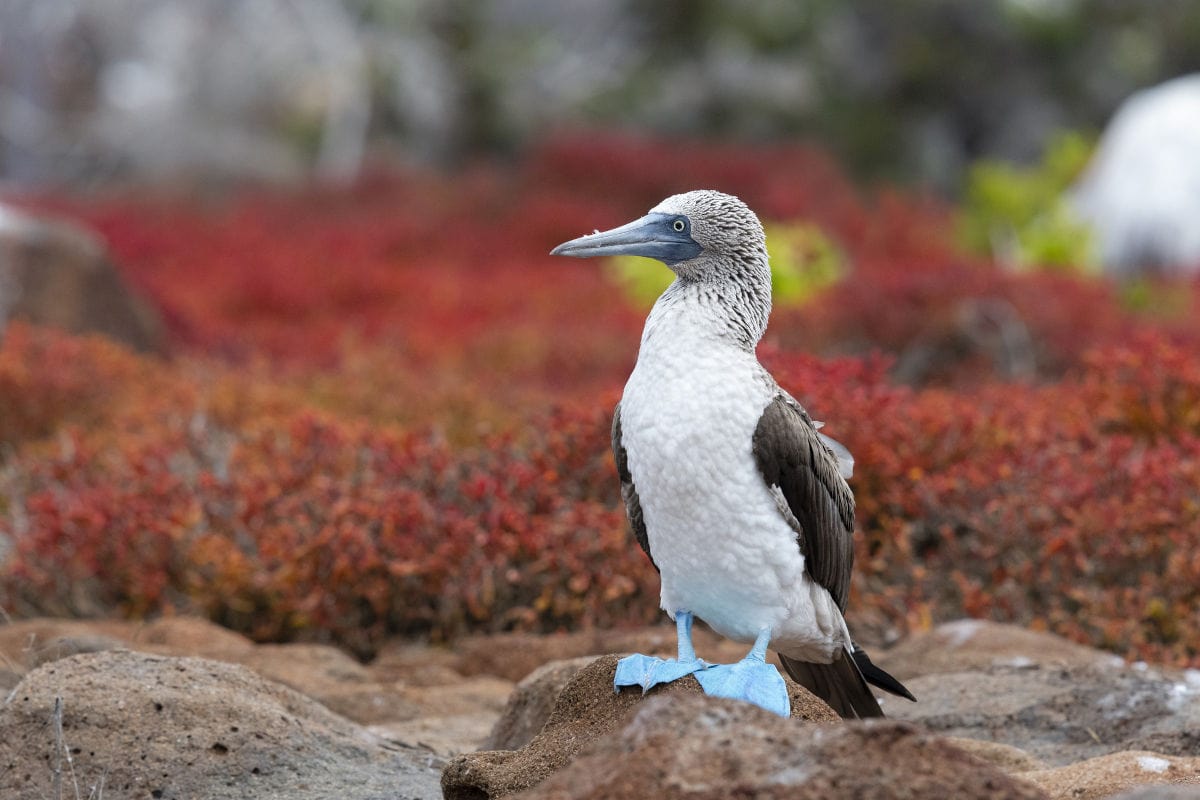 Ein Vogel mit weißem Bauch, braunen Flügeln und auffällig blauen Füßen steht auf einem Felsen. Sein langer, spitzer Schnabel zeigt nach links, während er vor einem unscharfen Hintergrund aus roten Pflanzen und etwas Grün in die Ferne blickt.