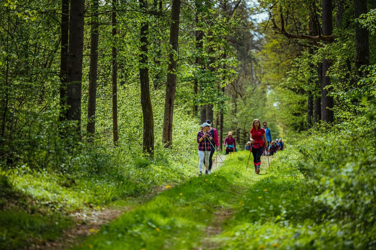 Gruppe von Menschen beim Nordic Walking auf einem breiten Waldweg, umgeben von dichtem, frischem Frühlingsgrün.