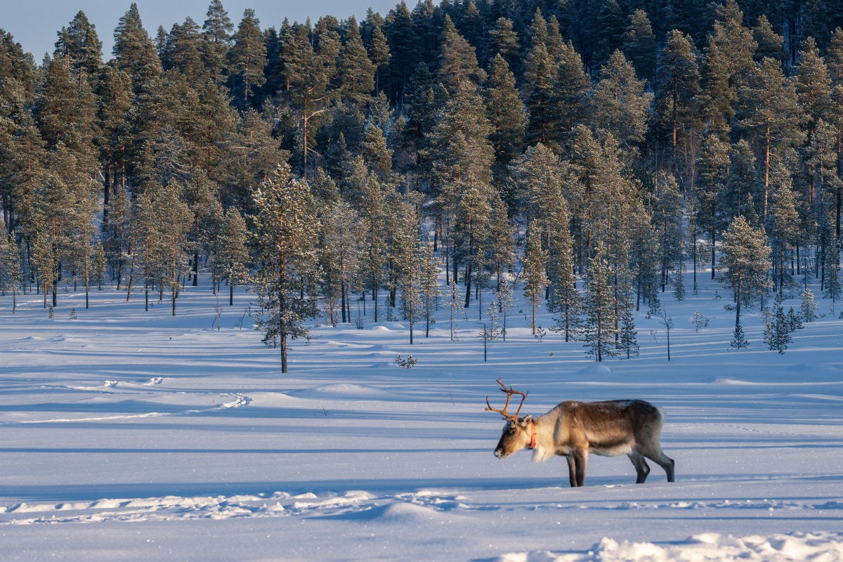 Ein Rentier mit Geweih läuft durch eine verschneite Landschaft vor einem dichten Nadelwald. Die tief stehende Sonne taucht Schnee und Bäume in warmes Licht, während lange Schatten über die weiße Fläche fallen.
