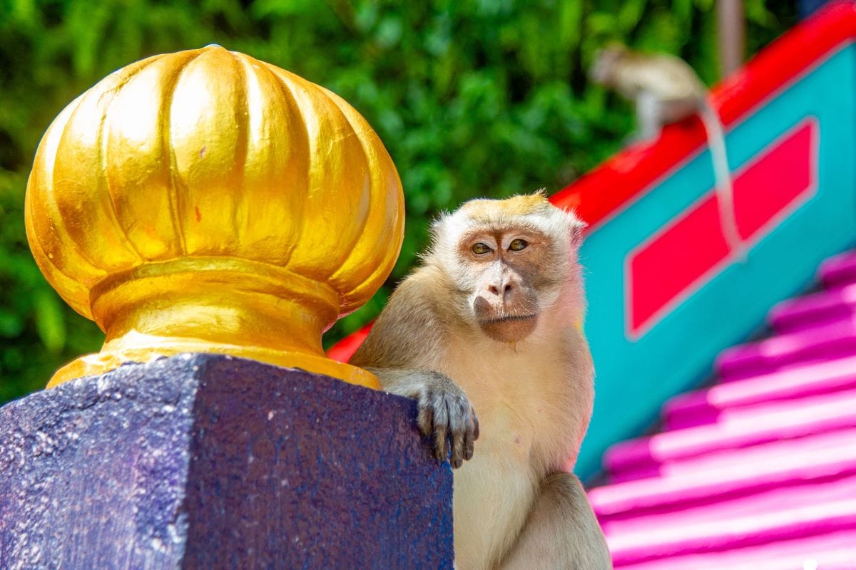 Ein neugieriger Affe sitzt auf einem bunten Geländer neben einer goldenen Verzierung, im Hintergrund führen leuchtend farbige Treppen nach oben in tropischer Umgebung.