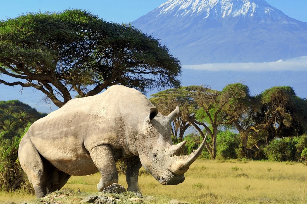 Ein Breitmaulnashorn steht in der afrikanischen Savanne vor Akazienbäumen, im Hintergrund erhebt sich der schneebedeckte Kilimandscharo unter blauem Himmel.