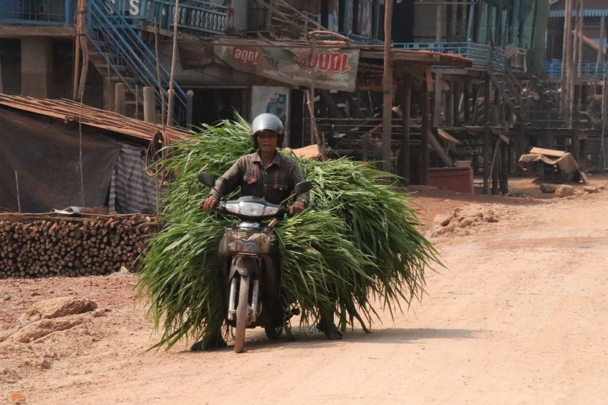 Eine Person fährt auf einem Motorrad durch eine staubige Straße und transportiert eine riesige Ladung grünes Gras durch ein Dorf auf Stelzen.