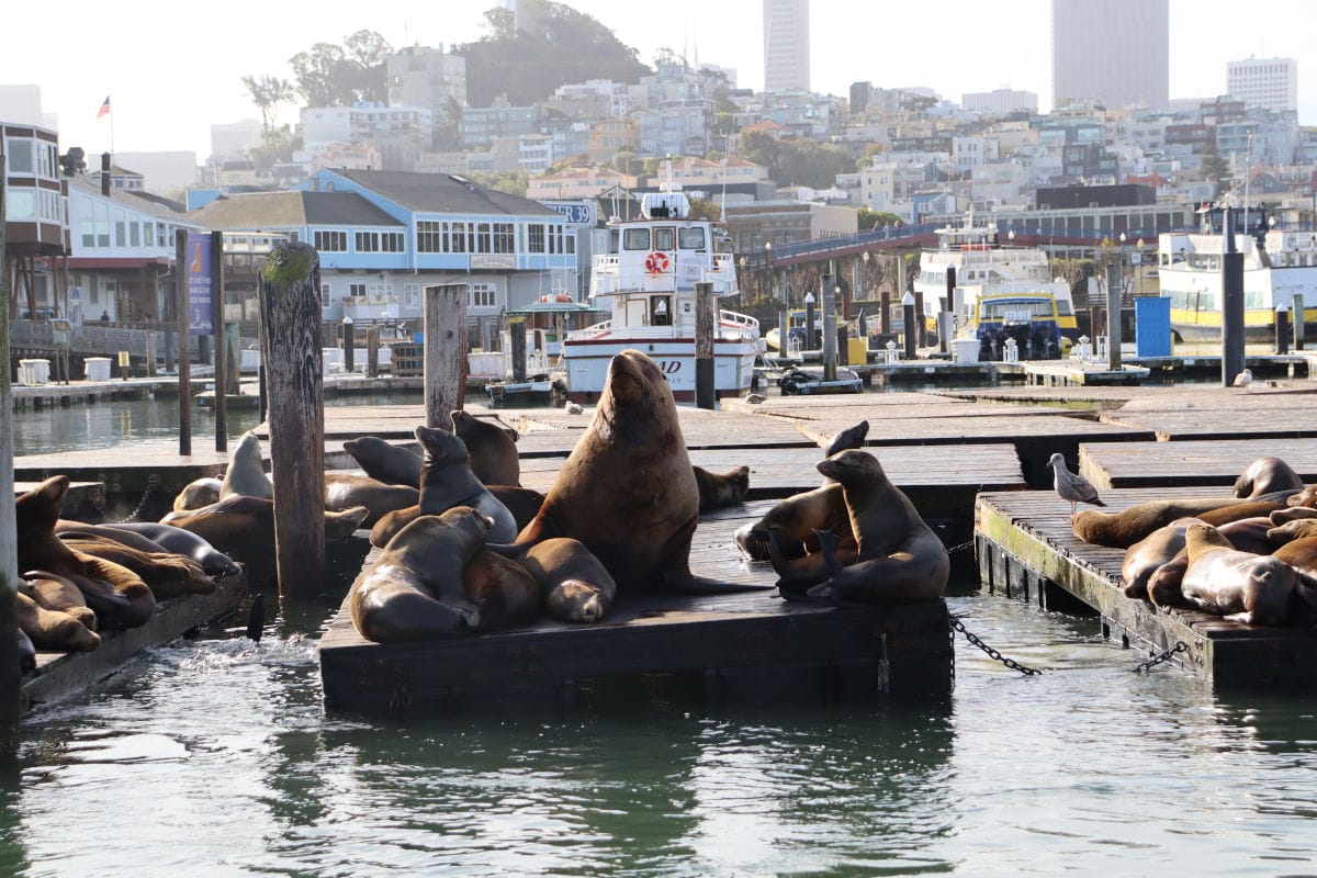 Eine Gruppe von Seelöwen liegt dicht gedrängt auf schwimmenden Holzstegen in einem Hafen. Einige Tiere ruhen, während ein größerer Seelöwe aufrecht sitzt und den Kopf hebt. Im Hintergrund sind Boote, Stege und eine hügelige Stadtlandschaft mit dicht stehenden Gebäuden zu sehen.