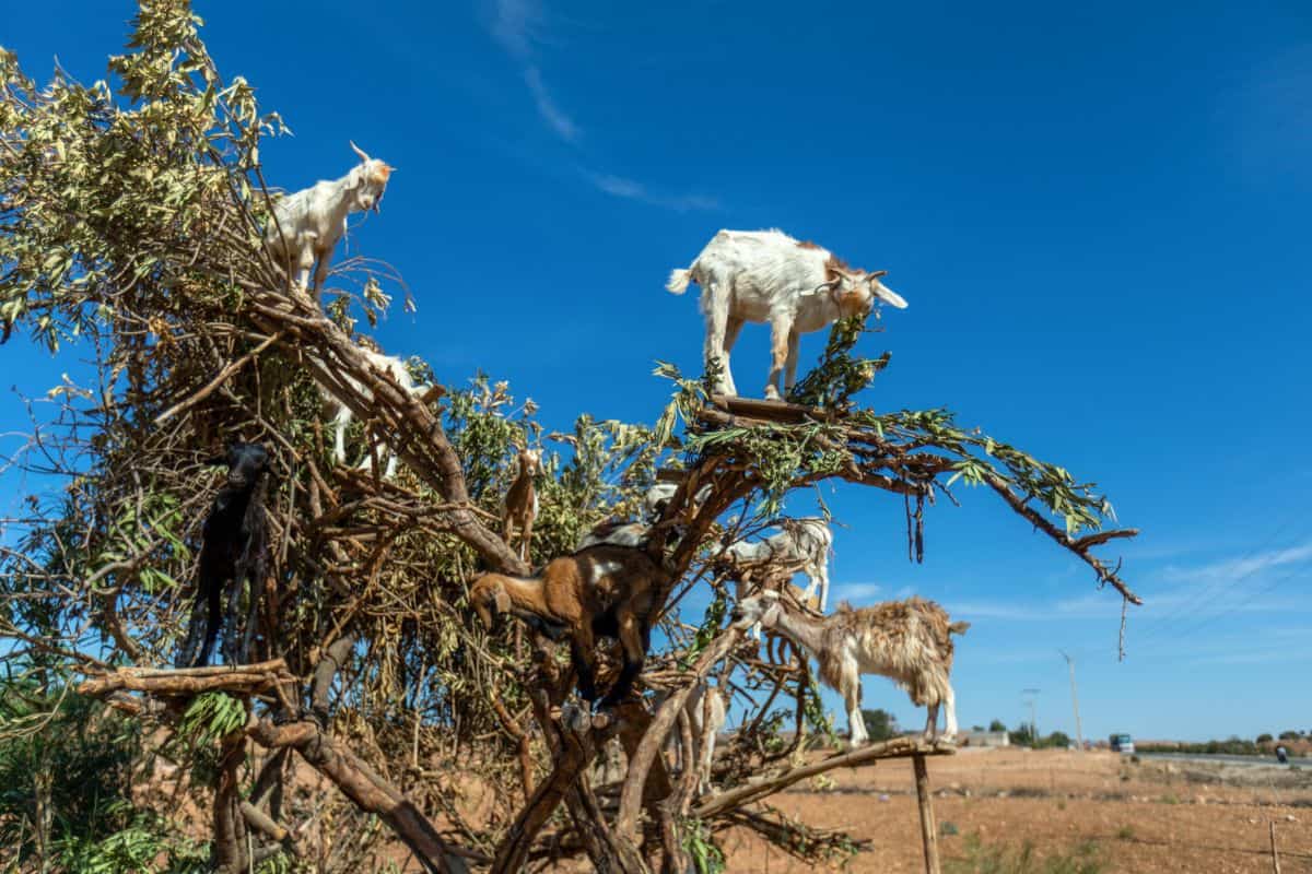 Marokko Ziegen Arganbaum Mehrere Ziegen stehen auf einem Baum, umgeben von grünem Laub und einem klaren blauen Himmel. Im Hintergrund ist eine Straße sichtbar.