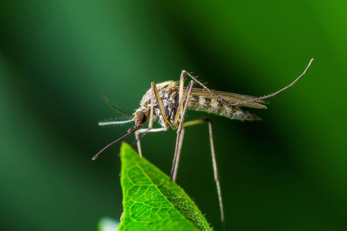 Eine Nahaufnahme einer Mücke, die auf einem grünen Blatt sitzt, vor einem unscharfen, grünen Hintergrund.