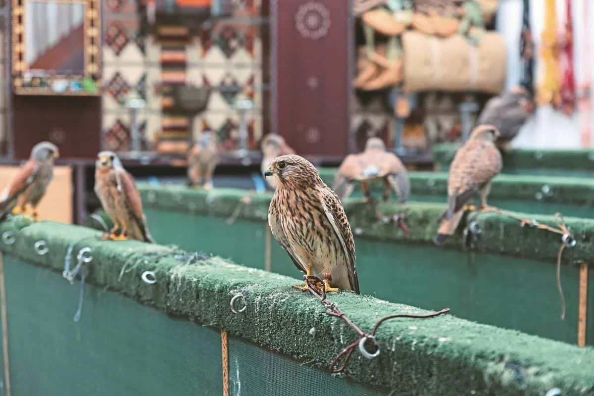 Mehrere Falken sitzen auf einer grünen Fläche, während im Hintergrund dekorative Elemente und weitere Vögel sichtbar sind.