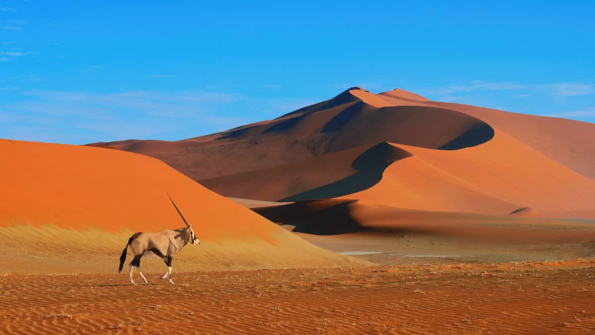 Eine Oryx-Antilope wandert durch eine weite, orangefarbene Wüstenlandschaft mit sanften Sanddünen und klarem blauen Himmel.