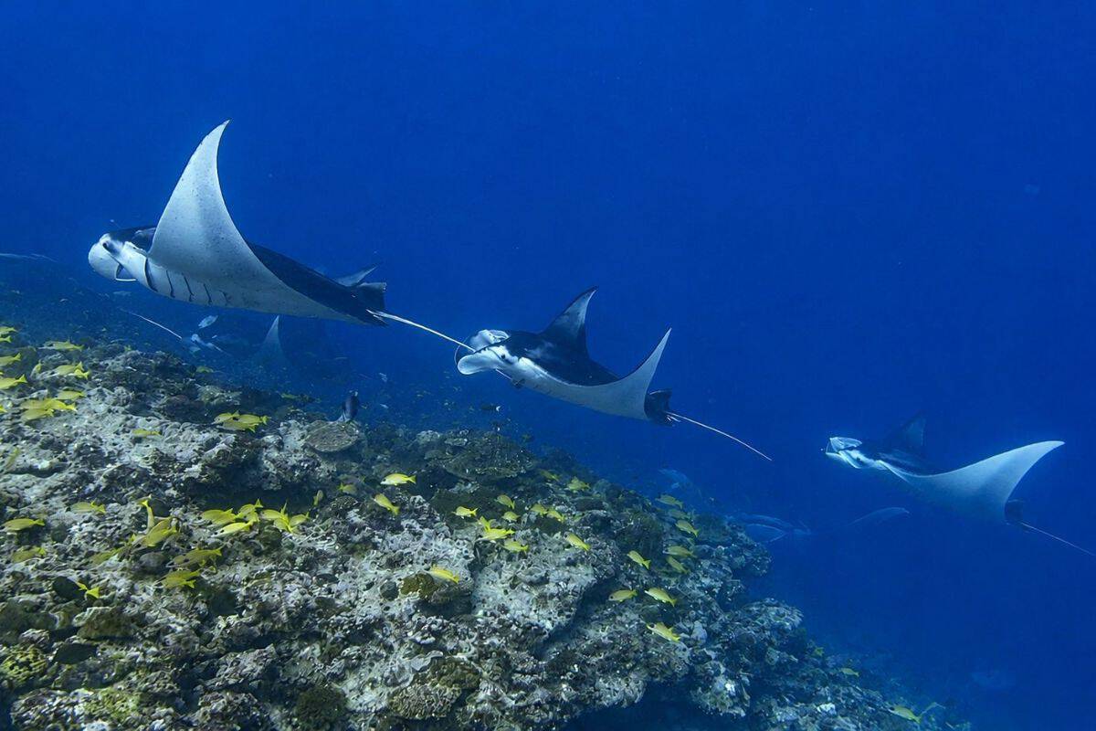 Drei Mantas schwimmen elegant über einen bunten Korallenriffboden, umgeben von klarem, blauem Wasser und einer Vielzahl von Fischen.