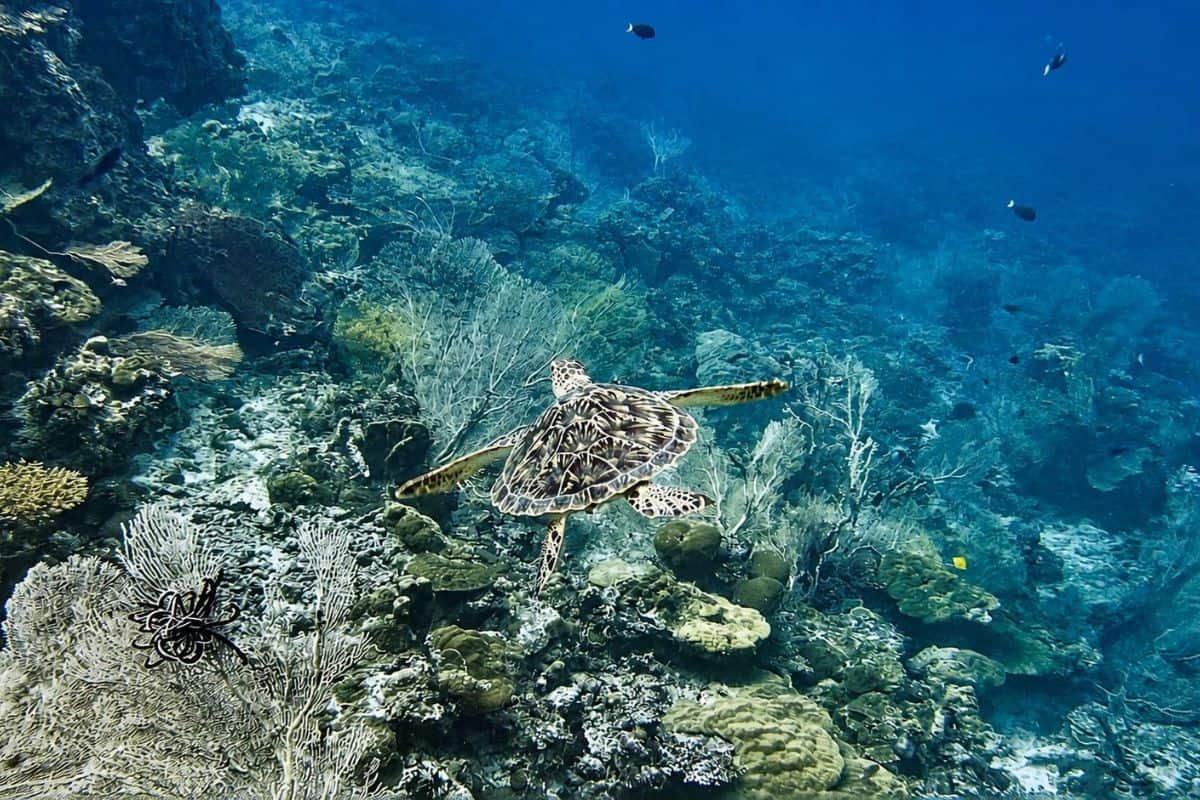 Eine Meeresschildkröte schwimmt über einen bunten Korallenriffboden, umgeben von verschiedenen Meereslebewesen und Korallenformationen.