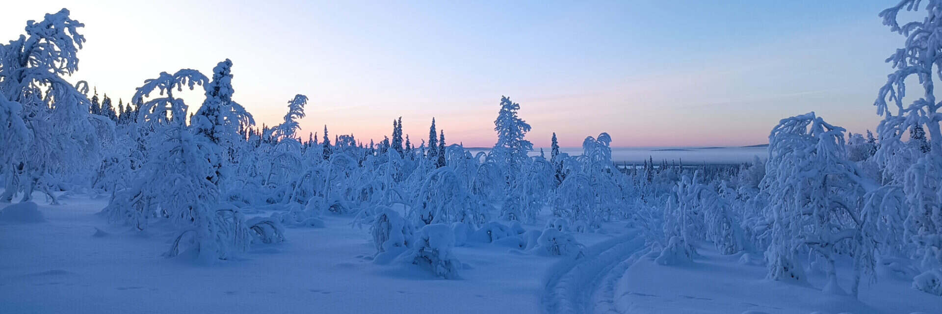 tuja-reisen-winter Winterlandschaft mit schneebedeckten Bäumen und sanften Hügeln unter einem pastellfarbenen Himmel während der Dämmerung.