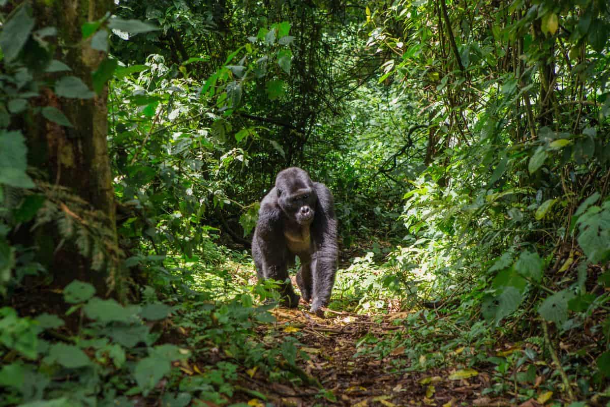 Ein Gorilla bewegt sich durch einen dichten, grünen Waldweg, umgeben von üppiger Vegetation und Sonnenlicht, das durch die Blätter fällt.