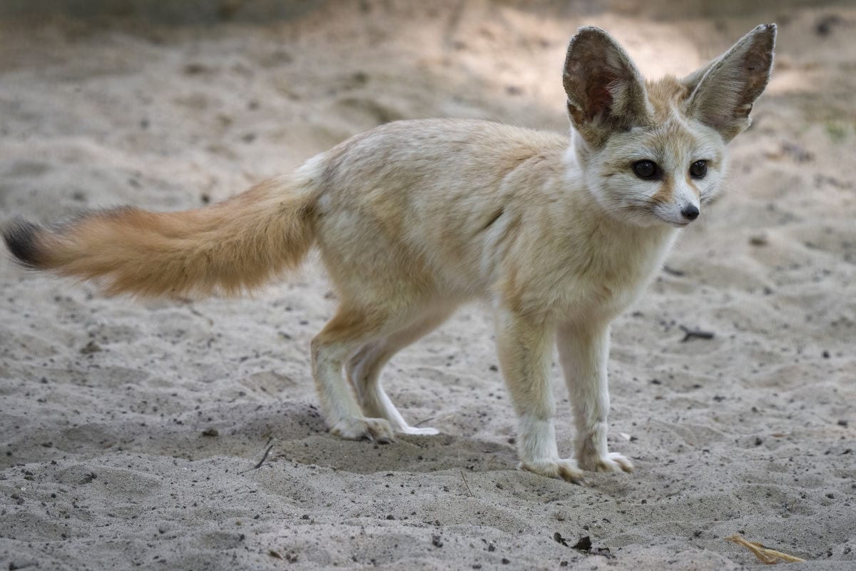 Ein fuchsähnliches Tier mit großen Ohren steht auf sandigem Boden, umgeben von einer natürlichen Umgebung.