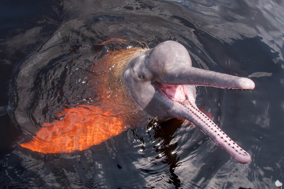 Ein Flussdelfin taucht an die Wasseroberfläche, sein Kopf ist sichtbar, während sich das Wasser um ihn herum sanft kräuselt.