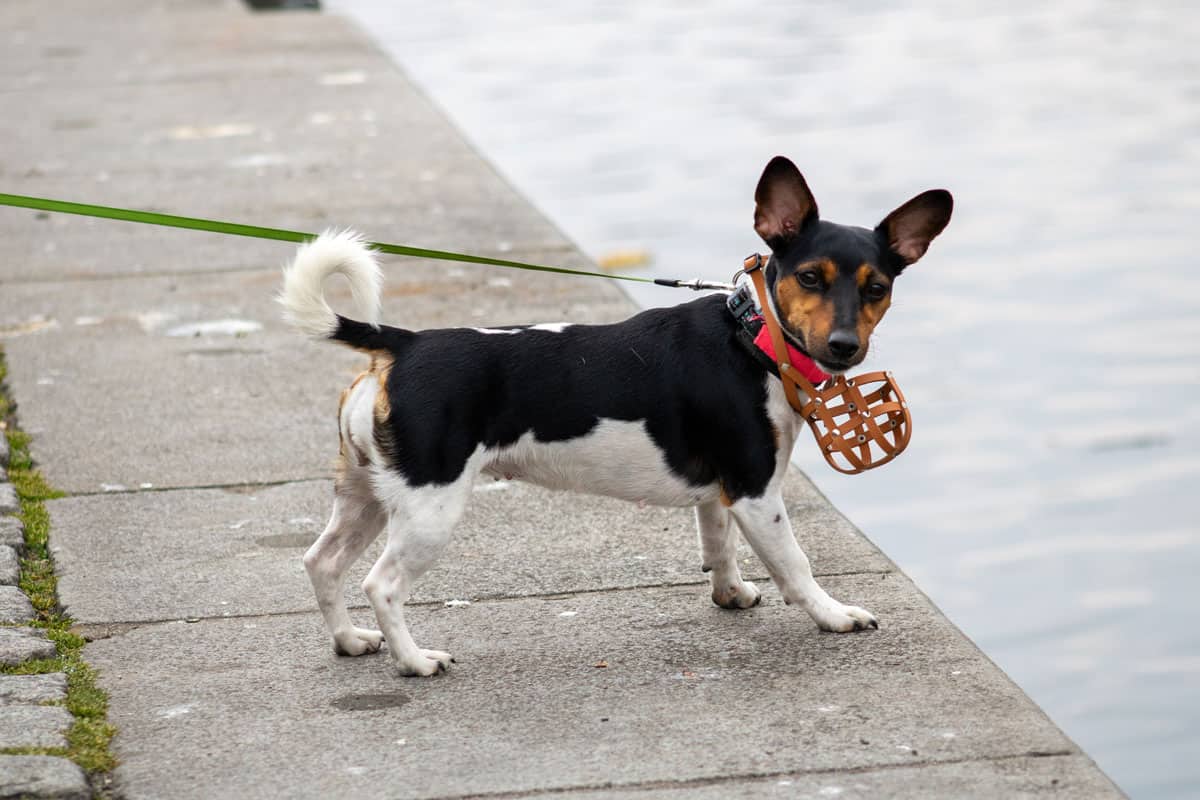 Ein kleiner Hund mit schwarz-weißer Fellzeichnung steht an einem Steg, angeleint mit einem grünen Hundeleine und trägt einen Maulkorb.