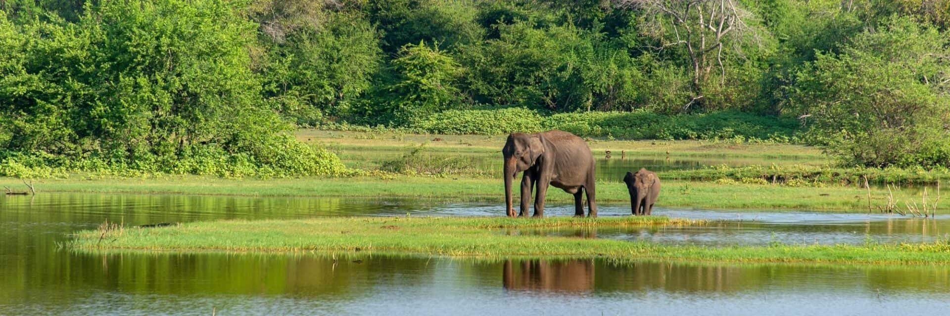 Ein ausgewachsener Elefant und ein Jungtier stehen in einer flachen, von grünem Gras und Bäumen umgebenen Wasserlandschaft in einer natürlichen Umgebung.