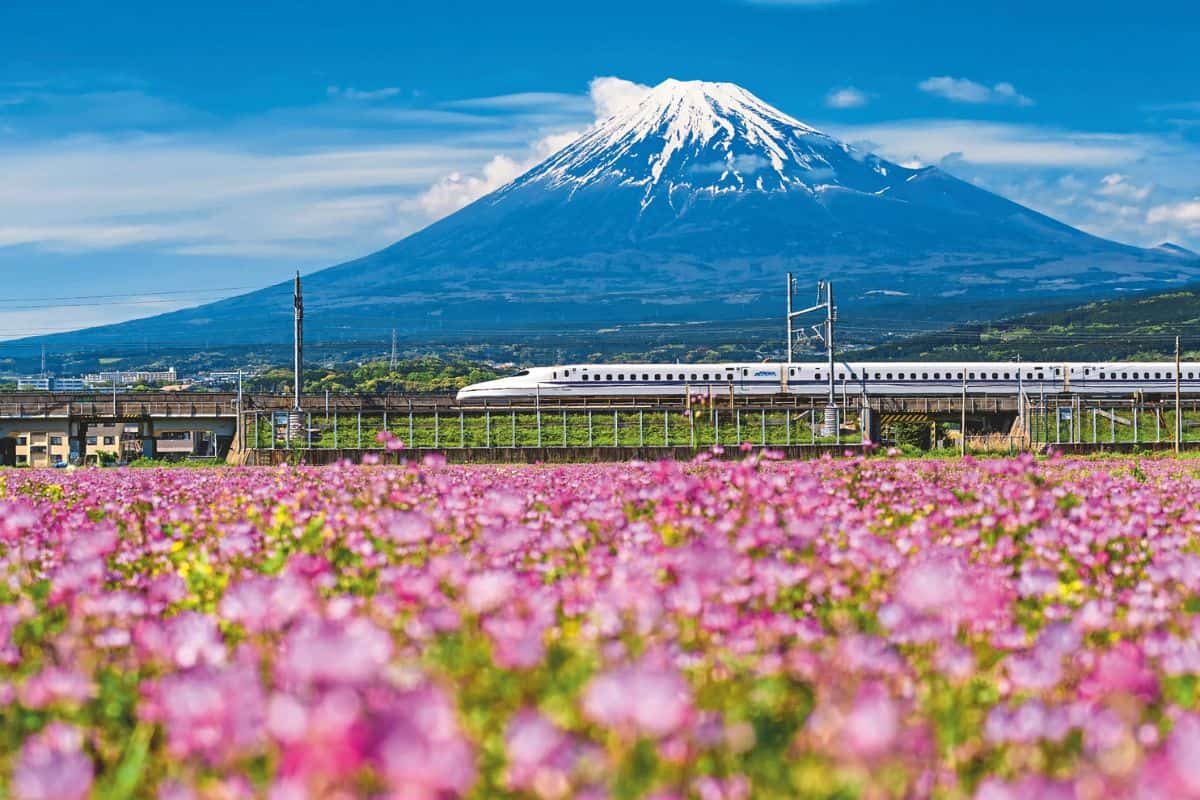 Ein weißer Shinkansen-Zug fährt auf einer erhöhten Strecke vor dem schneebedeckten Berg Fuji, davor erstreckt sich ein Feld mit blühenden rosa Blumen.