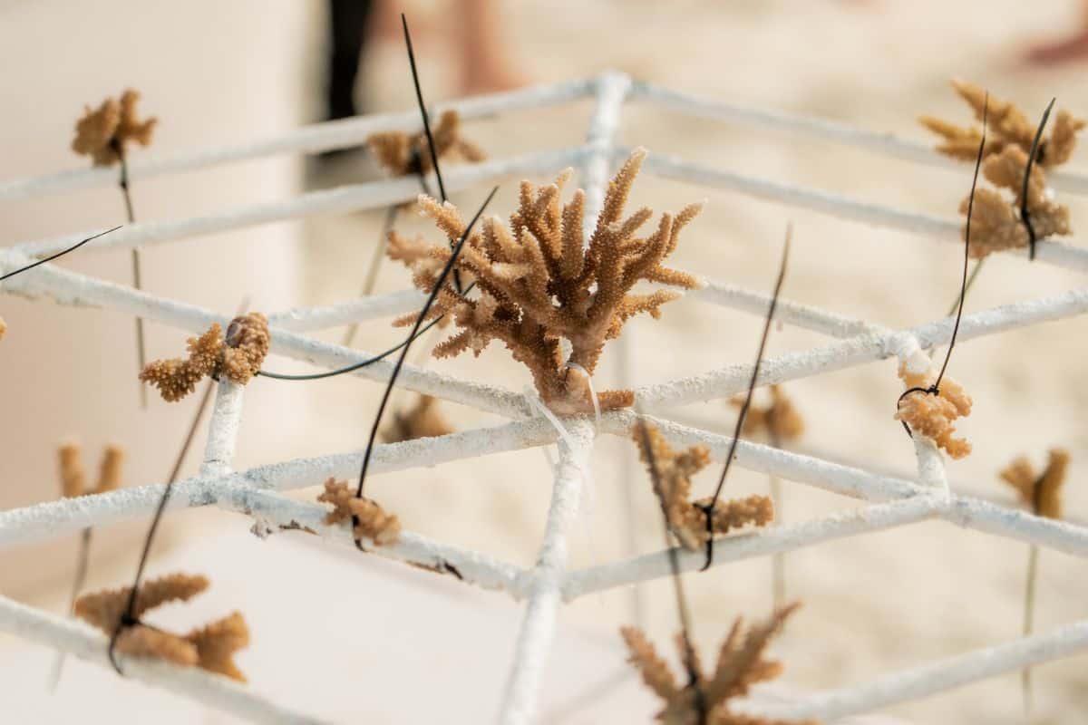 Nahaufnahme eines weißen, gitterartigen Metallgestells, an dem kleine Korallenfragmente mit schwarzen Kabelbindern zur Befestigung fixiert sind.