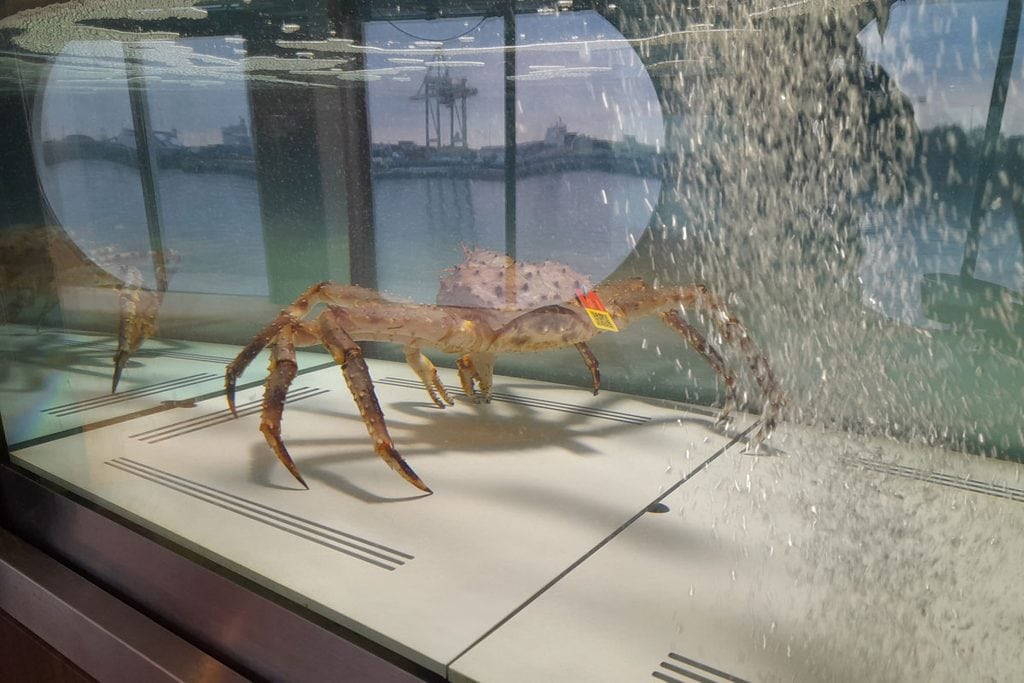 Eine große Königskrabbe mit einer gelben Markierung am Panzer steht in einem beleuchteten Aquarium vor einem Fenster mit Blick auf einen Industriehafen.
