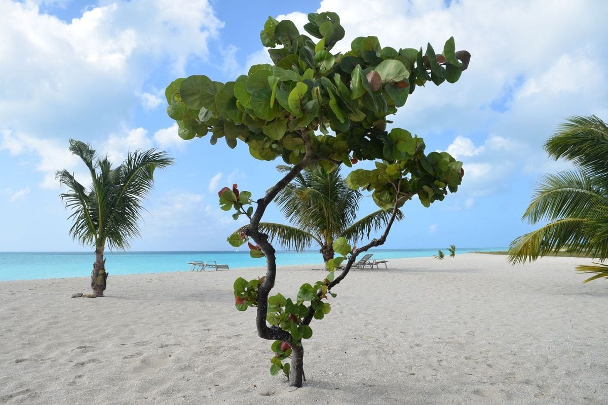 Ein kleiner Baum mit runden Blättern steht im Vordergrund eines hellen Sandstrandes, im Hintergrund sind weitere Palmen und das türkisfarbene Meer zu sehen.