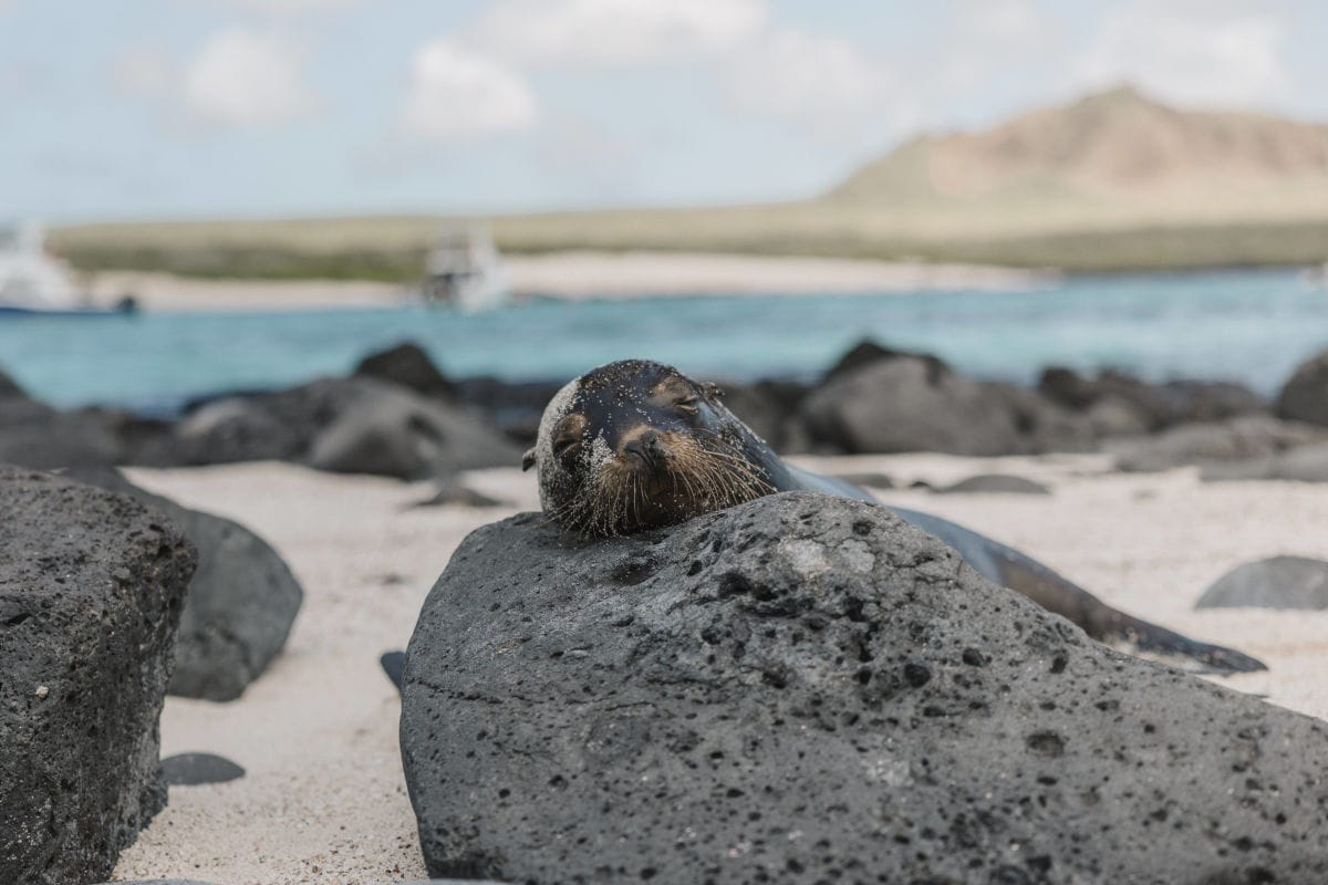 Ein Seelöwe ruht mit geschlossenen Augen auf einem dunklen, porösen Lavastein an einem hellen Sandstrand vor einer Küstenlandschaft mit blauem Wasser.