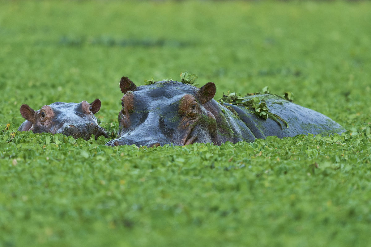 Zwei Flusspferde, ein großes und ein kleines, schwimmen in einem mit grünen Wasserpflanzen bedeckten Gewässer und schauen direkt in die Kamera.