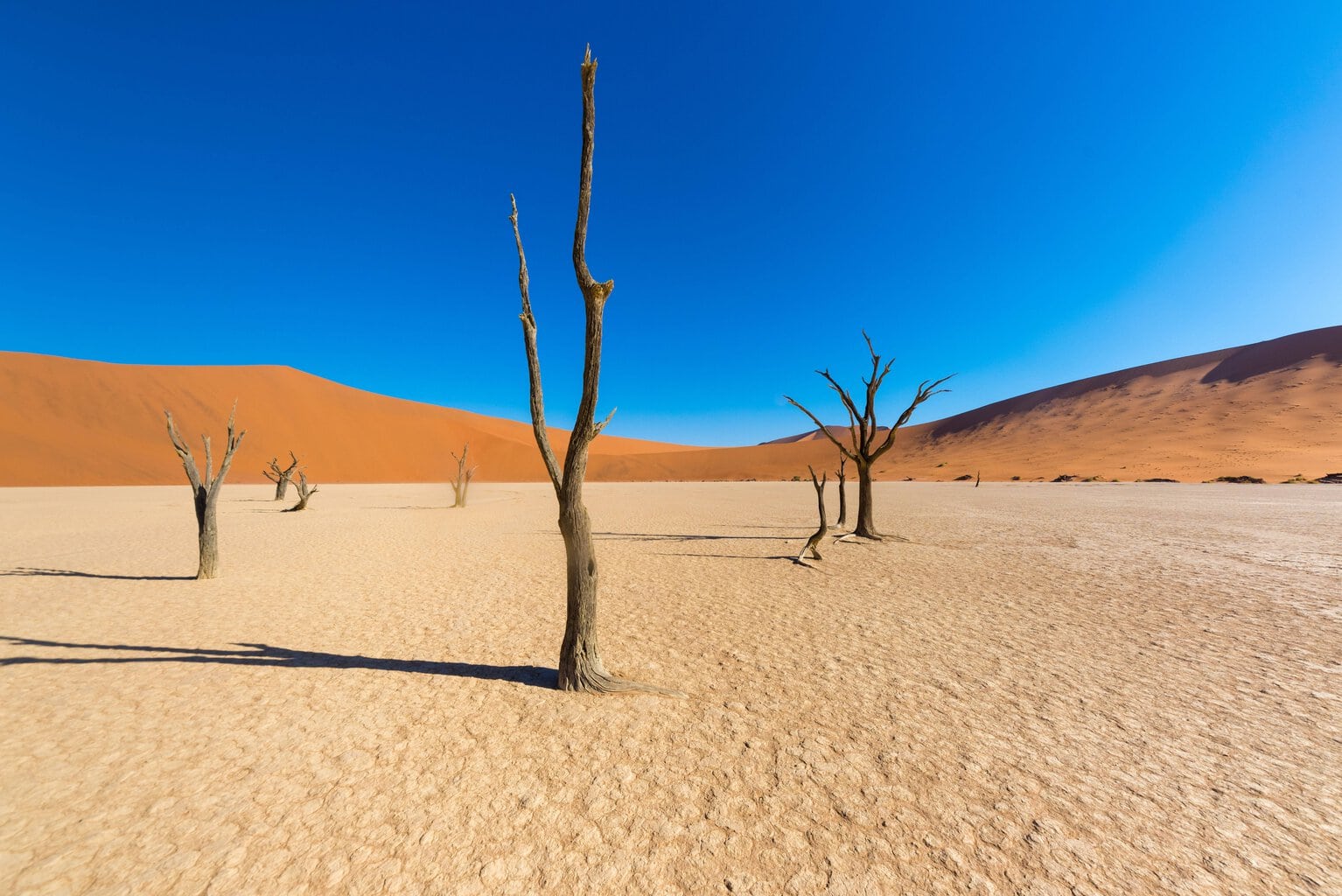Mehrere abgestorbene, dunkle Baumstämme stehen in einer weiten, hellen Salzpfanne vor hohen, ockerfarbenen Sanddünen unter einem tiefblauen, wolkenlosen Himmel.