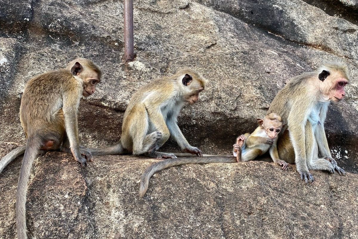 Eine Gruppe von vier Affen sitzt auf einem großen, rauen Felsen. Ein erwachsener Affe hält ein kleines Affenbaby im Arm, während zwei weitere Affen daneben sitzen.