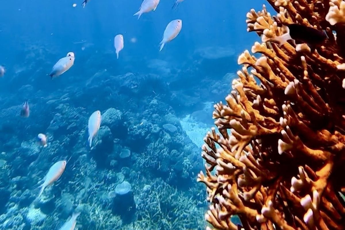 Eine Unterwasseraufnahme zeigt eine verzweigte, gelbliche Koralle im Vordergrund, während im Hintergrund kleine, silbrige Fische über dem Riff schwimmen.