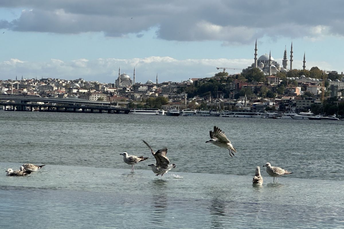 Mehrere Möwen stehen oder fliegen über einer flachen Wasserfläche vor der Silhouette von Istanbul mit der Süleymaniye-Moschee im Hintergrund bei Tageslicht.