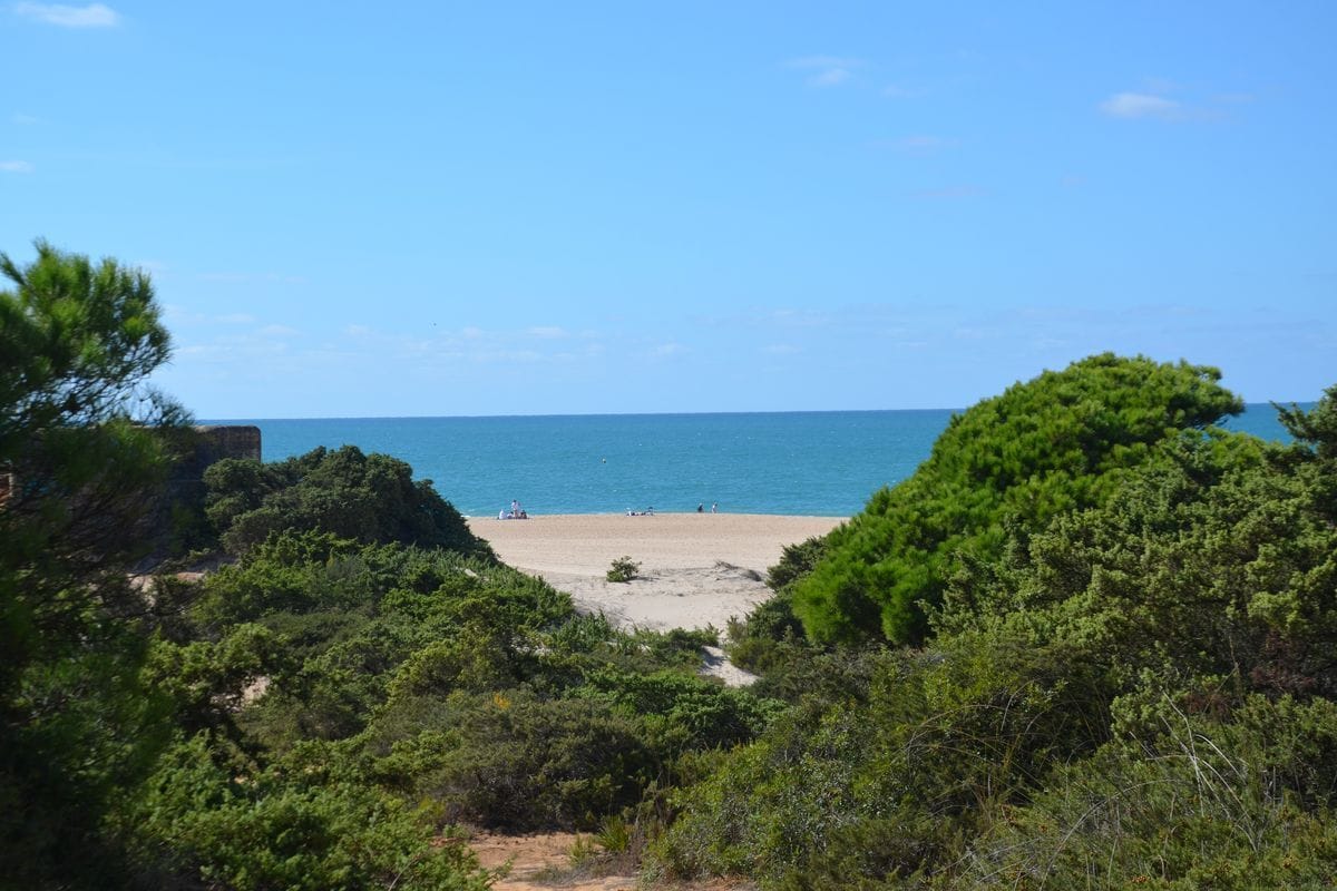 Ein Blick durch eine grüne, buschige Küstenvegetation auf einen hellen Sandstrand, der an das tiefblaue Meer grenzt, unter einem klaren, hellblauen Himmel.