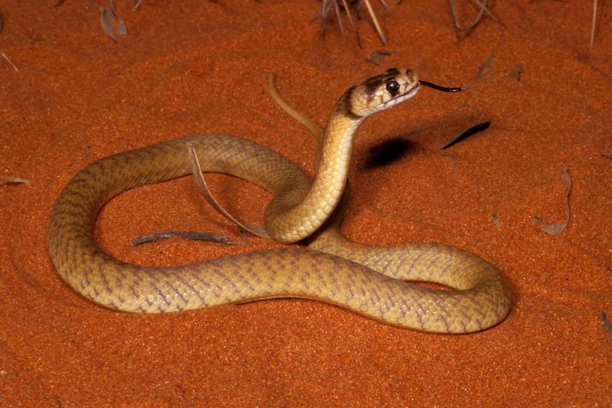 Eine hellbraune Schlange mit erhobenem Kopf und herausgestreckter Zunge liegt auf einem Untergrund aus feinem, rötlichem Sand in einer Nahaufnahme.