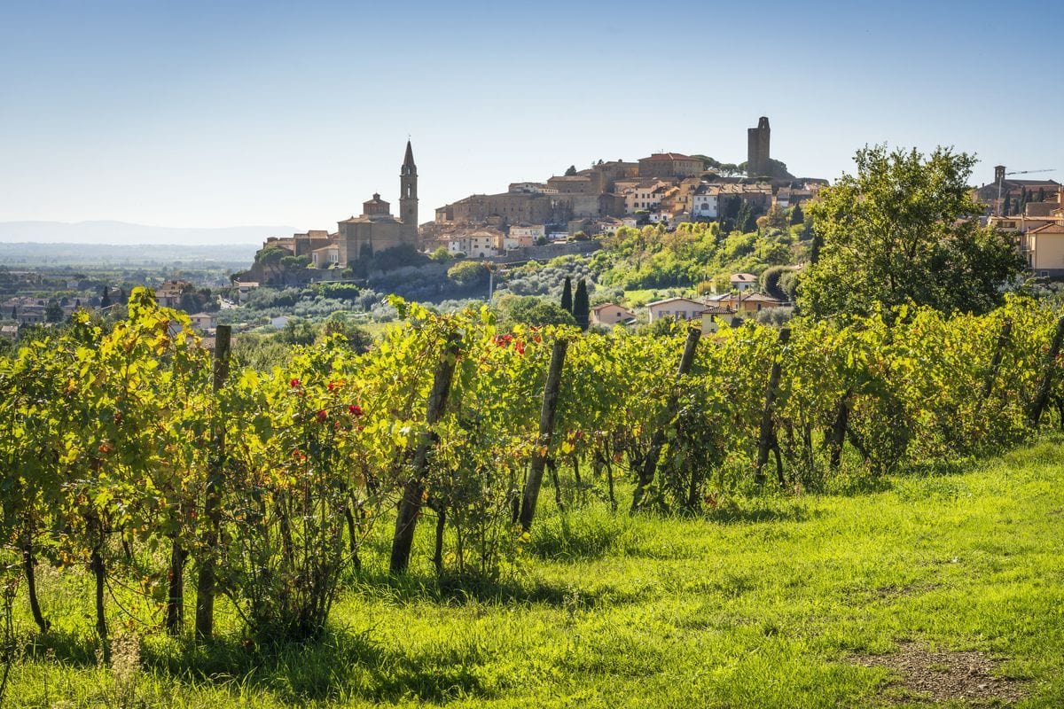 Blick auf einen Weinberg im Vordergrund mit grünen Reben an Holzpfählen, im Hintergrund liegt eine historische italienische Stadt auf einem Hügelrücken.