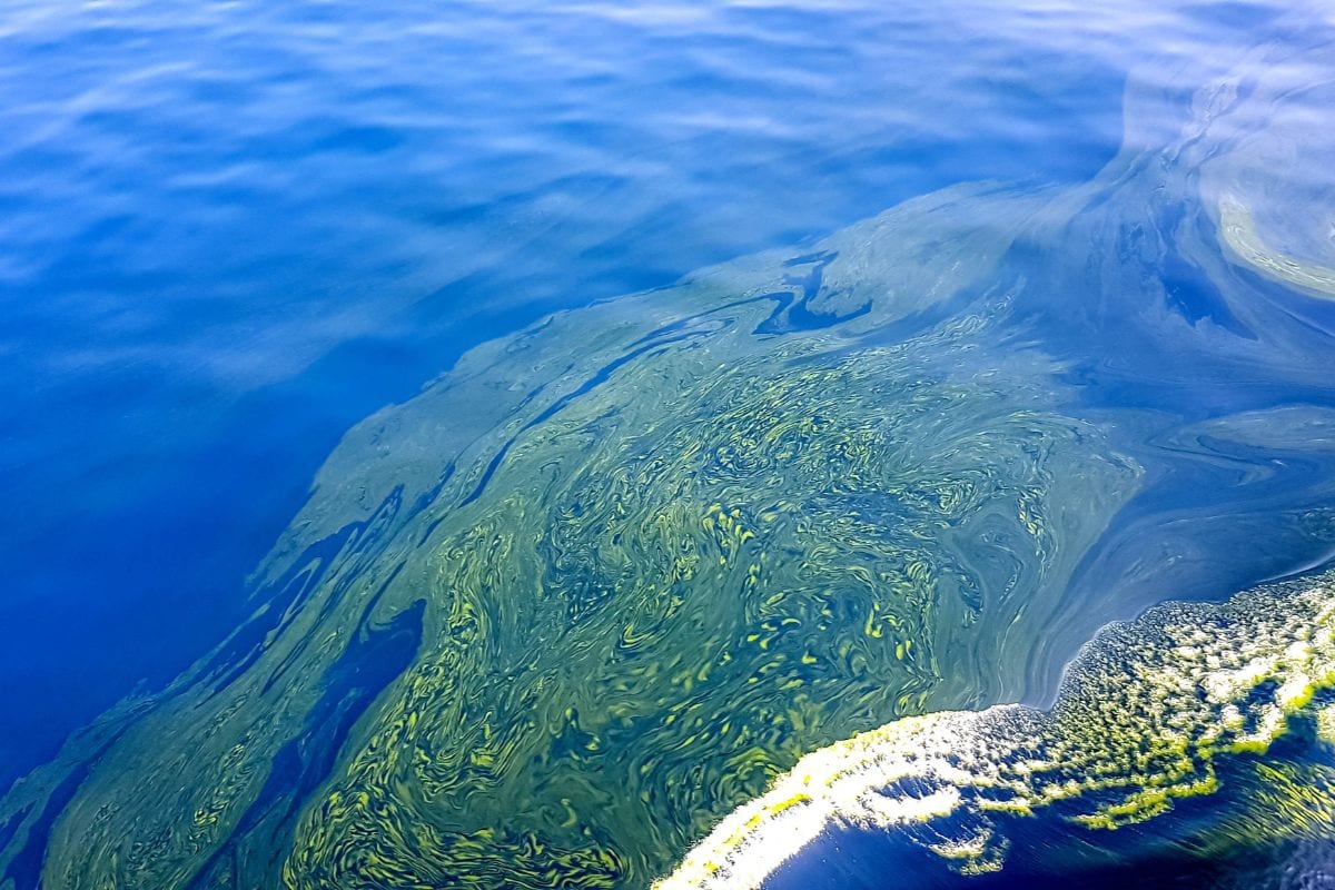 Eine Nahaufnahme zeigt eine große, wirbelnde Ansammlung von grünen Algen oder Plankton, die sich deutlich von dem tiefblauen, ruhigen Wasser abhebt.